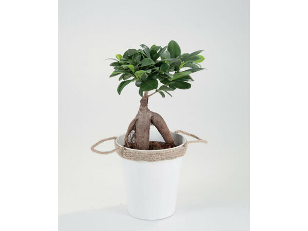 Ficus Ginseng em vaso