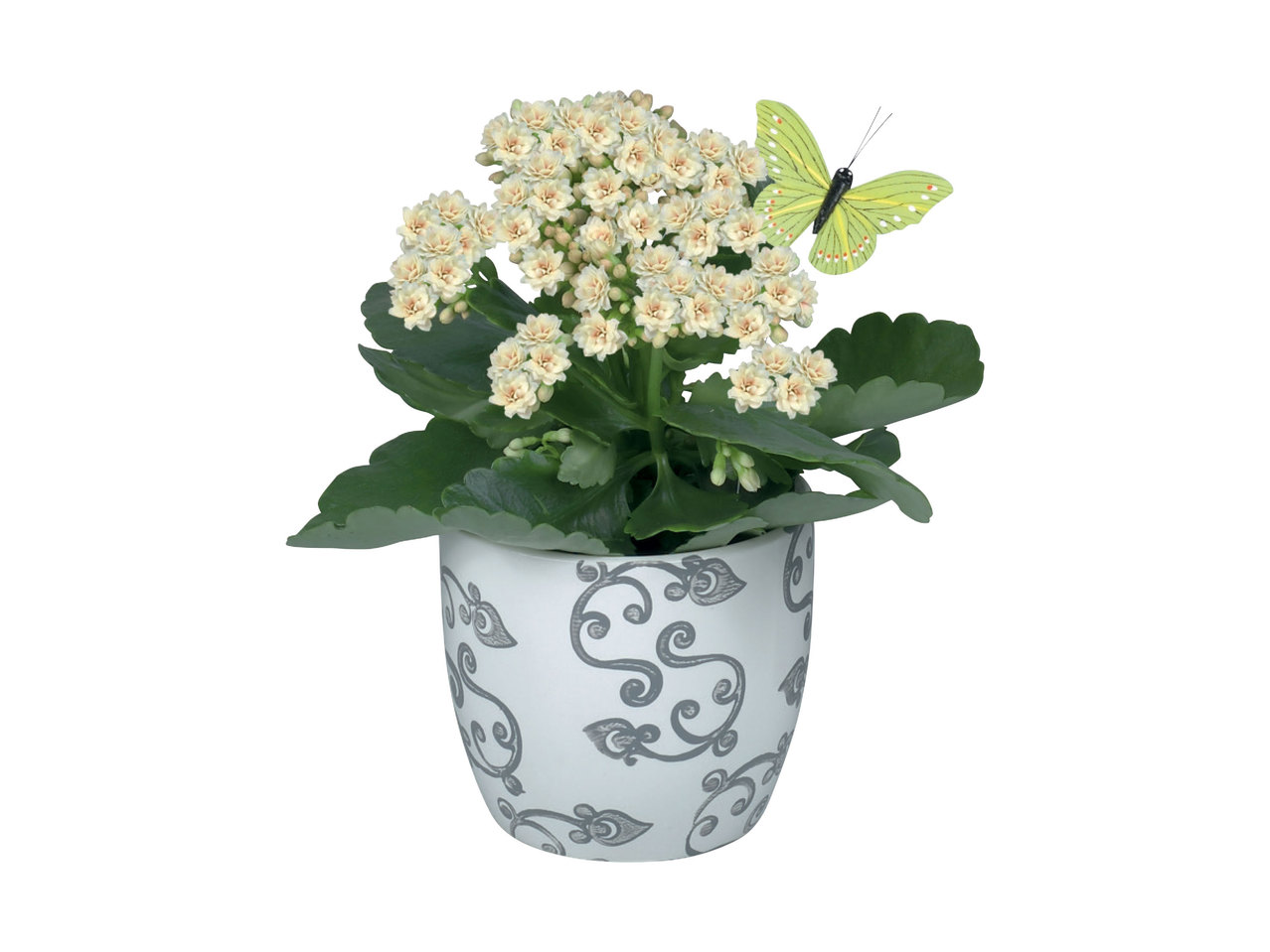 Plante à fleurs dans un pot en céramique