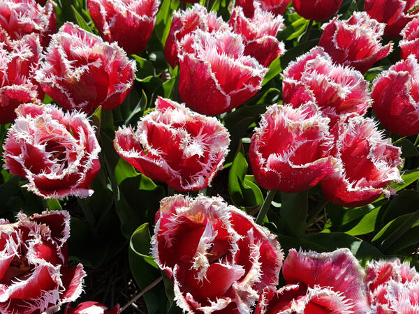 Tulipes frangées