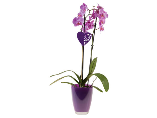 Phalaenopsis em vaso