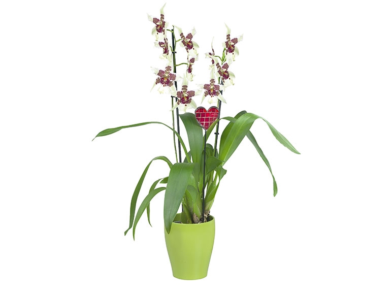 Phalaenopsis in keramieken pot