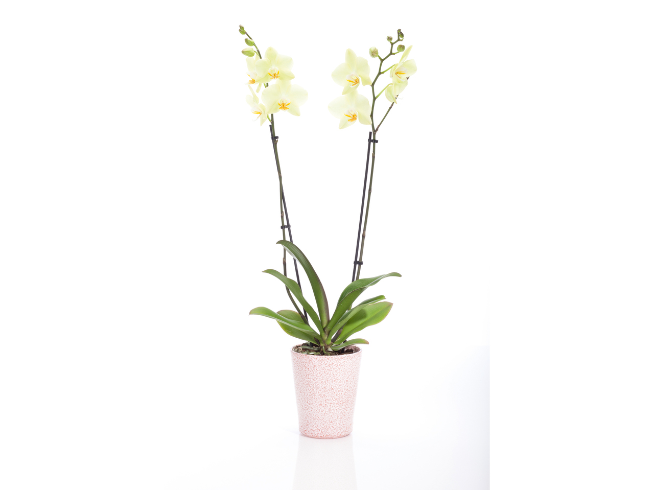 Orchidee Phalaenopsis in Keramiktopf