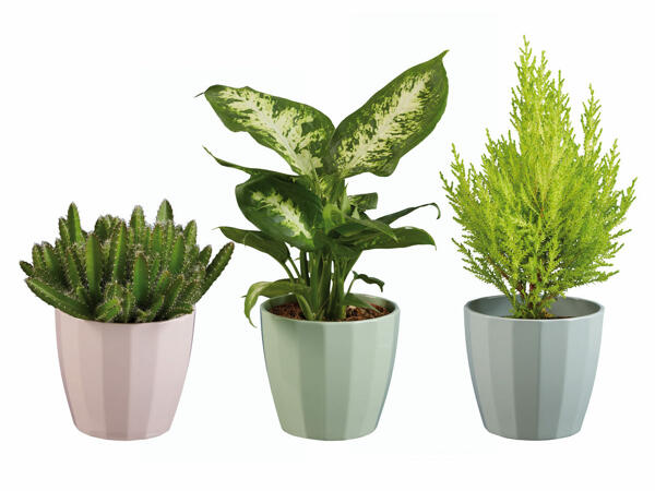 Plante verzi decorative în ghiveci ceramic