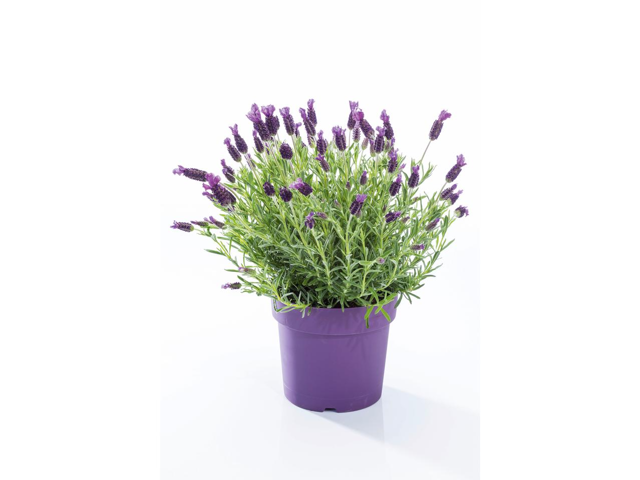 Lavendel XL