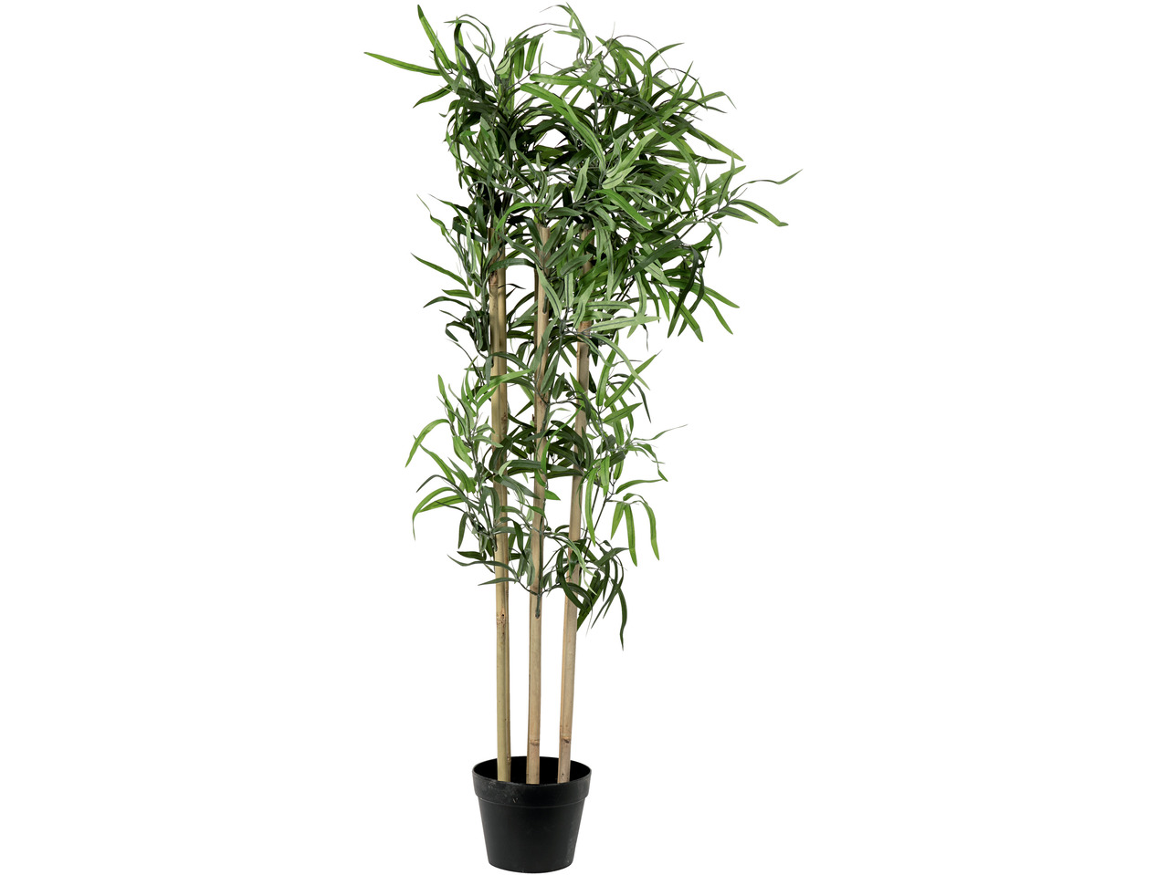 Prydnadsfikus/-bambu1