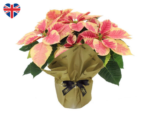 Deluxe British Gift Wrapped Poinsettia