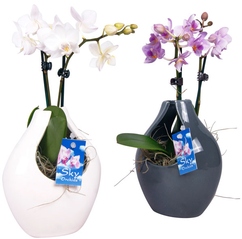 Mini orchidée phalaenopsis 2 tiges