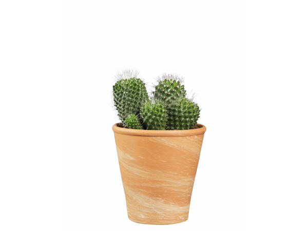 Cactus dans un pot en terre cuite