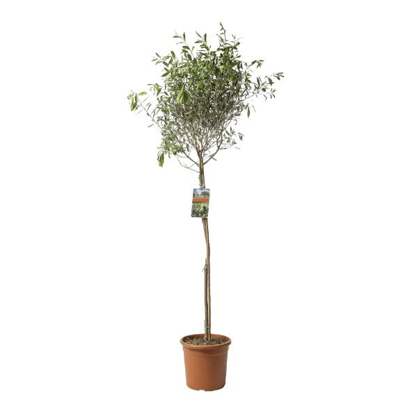 Oliven- oder Feigenbaum