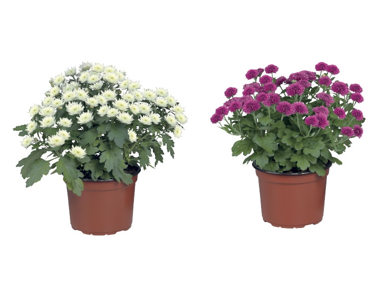 Chrysanthemums - Available Monday 29th August