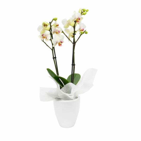 Orchideen-Valentinarrangement*