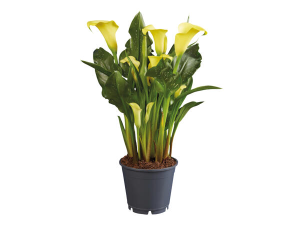 Assorted Calla Lilies