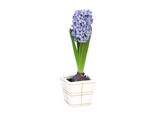 Hyacinths in a Ceramic Pot