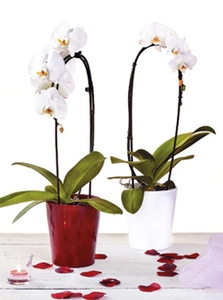 Phalaenopsis Cascada