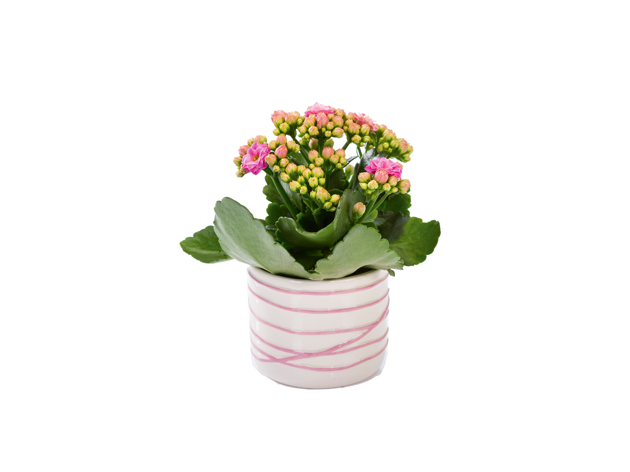 Mini Flowering Plants in Ceramic 1
