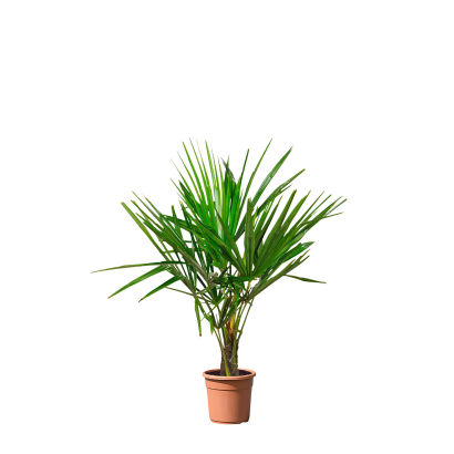 Bambus eller palme