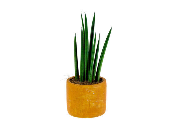 Mini plante verte en pot céramique