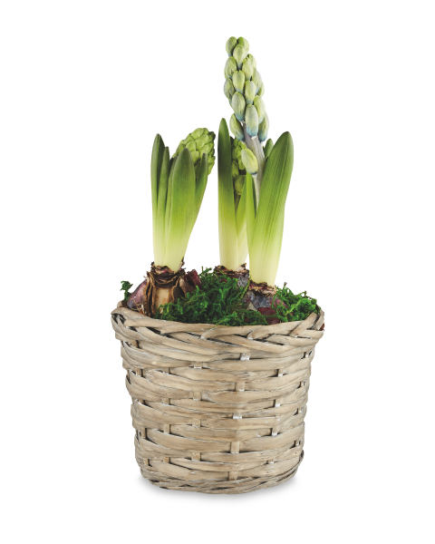 Indoor Hyacinth Willow Basket