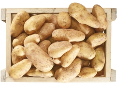 Pommes de terre de consommation "Gourmandine"