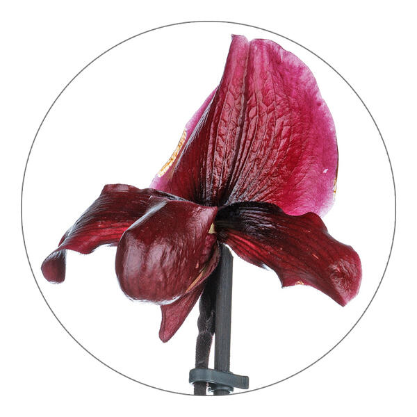 Exklusive Orchideen-Besonderheit