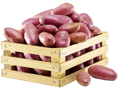 Pommes de terre "Franceline"