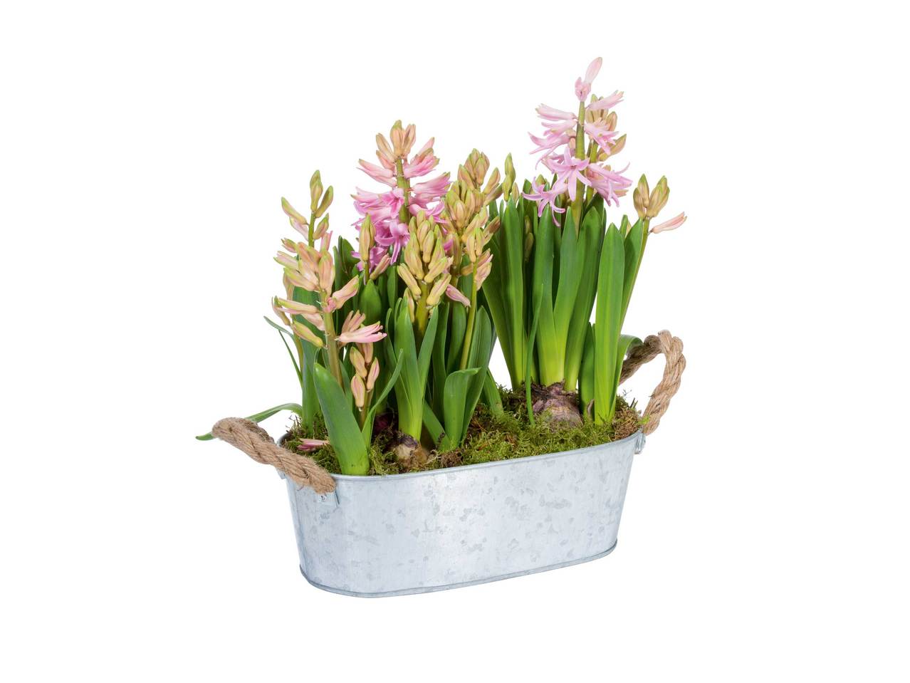 Hyacinten in schaal