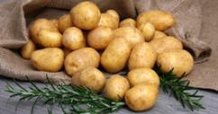 Pommes de terre "Bintje"