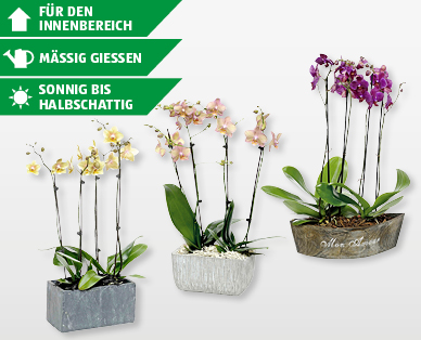 Exklusives Orchideen-Arrangement