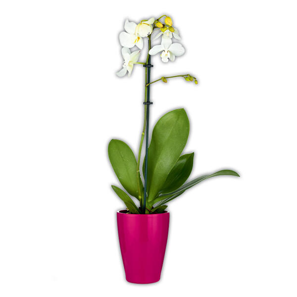 Midi-Phalaenopsis
