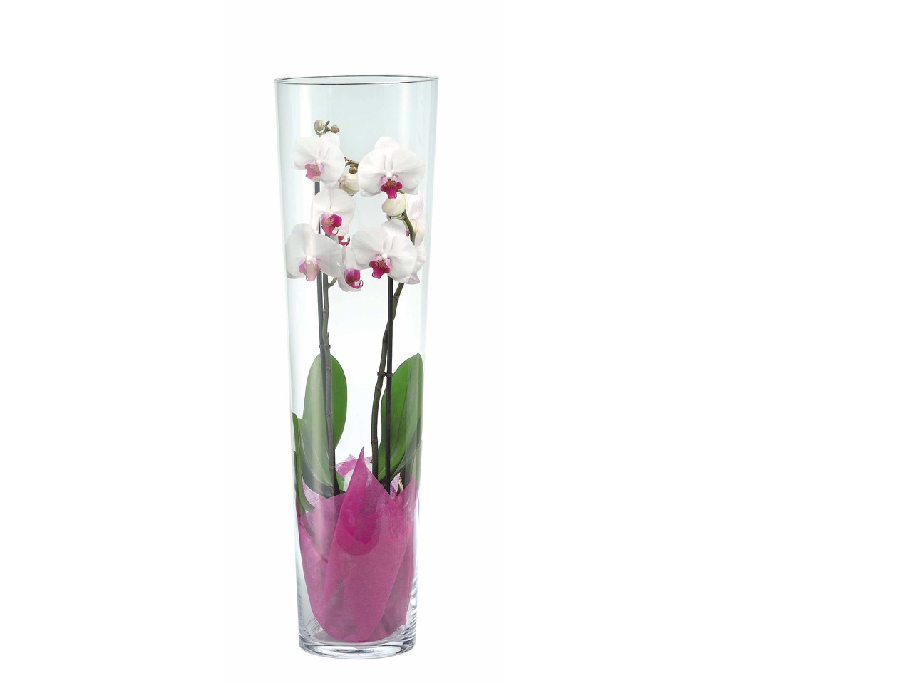 Orchidée Phalaenopsis dans un verre