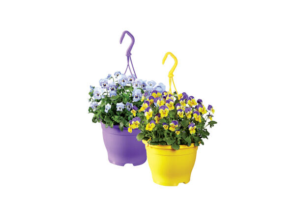 Flowering Plastic Hanging Basket