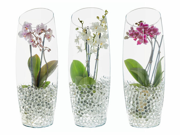 Phalaenopsis în ghiveci de sticlă decorat, 2 tije florale