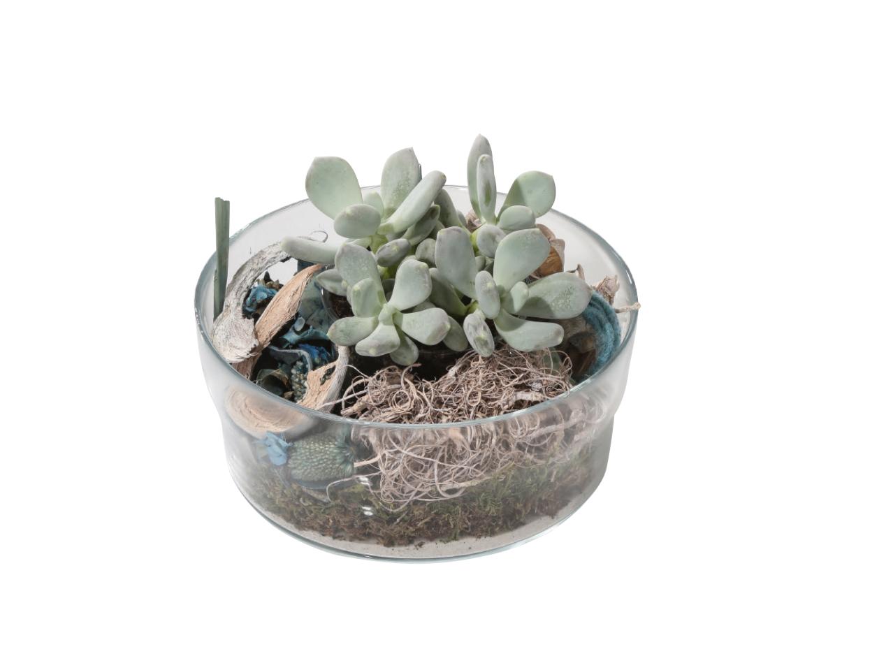 Vetplant in glazen schaal