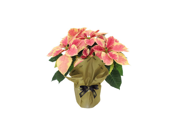Deluxe British Gift Wrapped Poinsettia