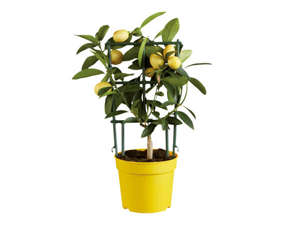 Mediterranean Citrus Plant