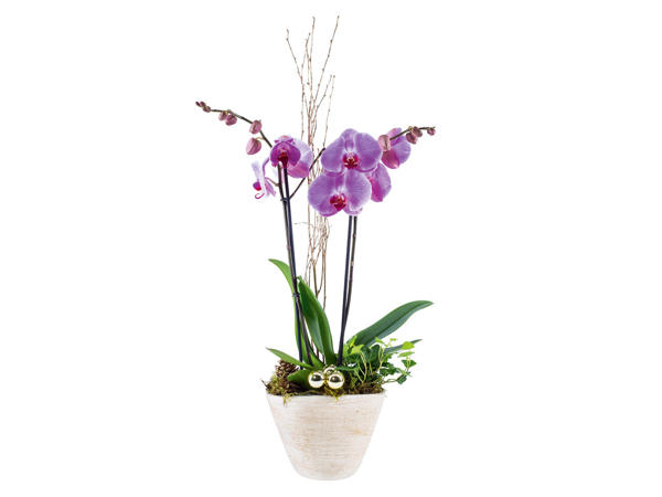 Aranjament cu orhidee în vas ceramic