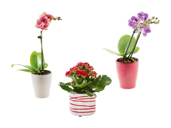 Mini piante fiorite in vaso di ceramica