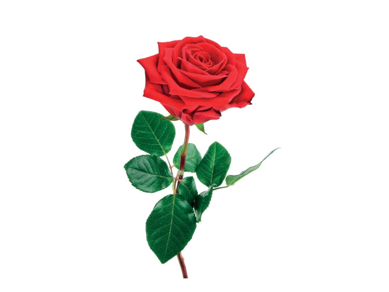 Single Red Rose - Available from 11th February
