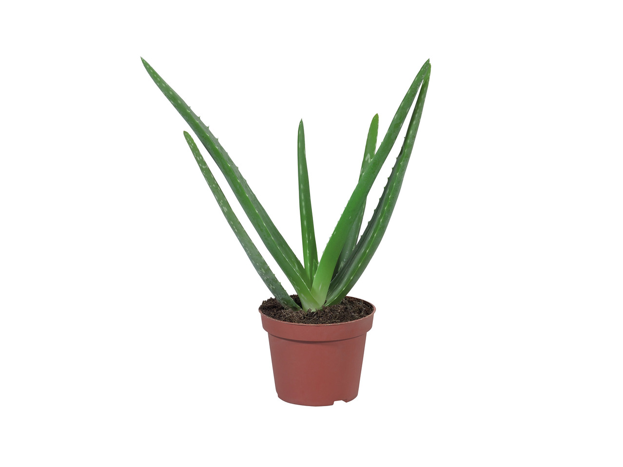Aloe Vera1