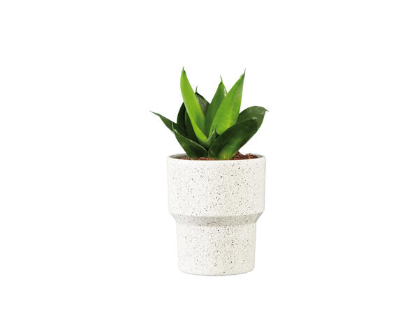 Plantes vertes dans un pot en céramique