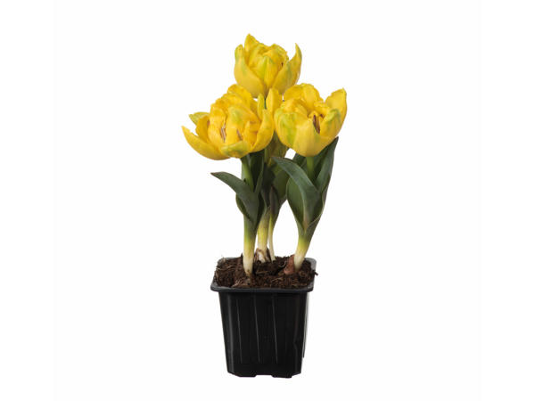 Yellow Baby Tulips