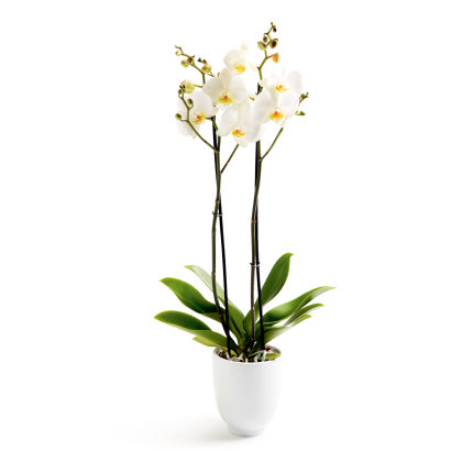 Valentins-Orchidee
