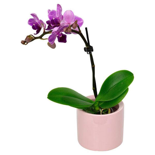 GARDENLINE(R) Mini-Orchidee im Topf