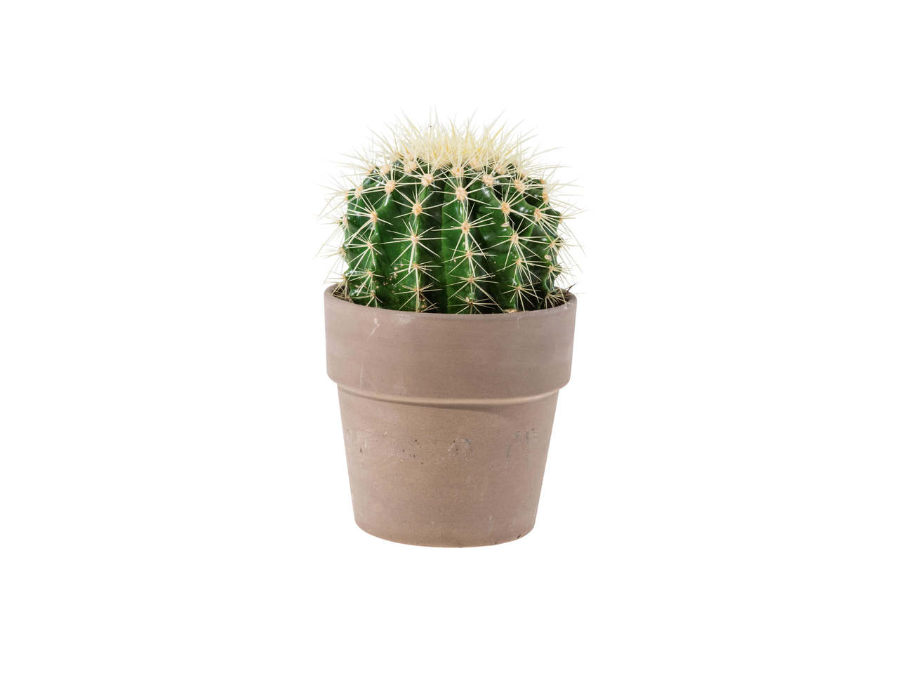 Kaktus i potteskjuler af keramik
