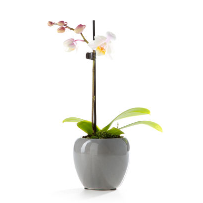 Miniorchidee