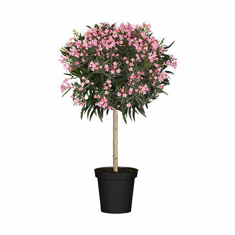Oleander-Stamm XL Rosa1