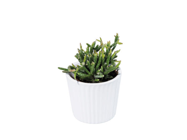 Mini Succulents in Ceramic Pots