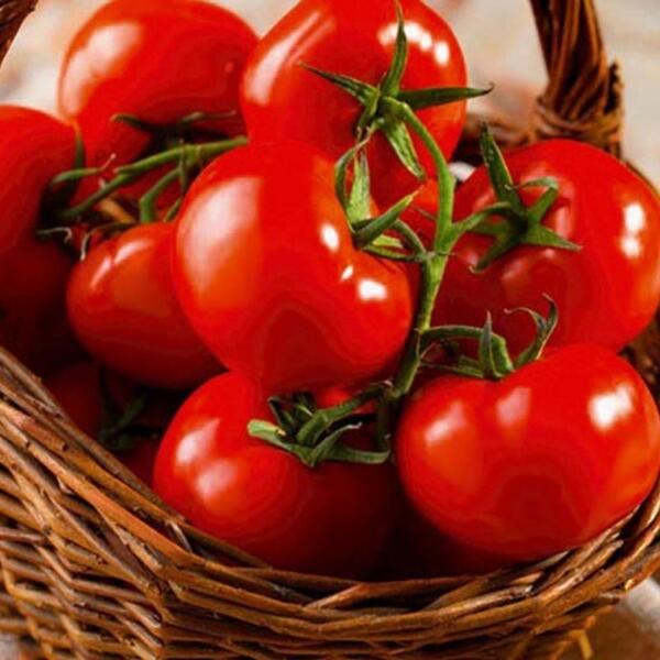 Tomates grappes