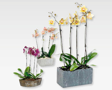 Arrangement exclusif d'orchidées