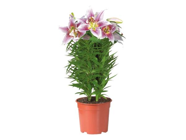 Flowering Gift Plant